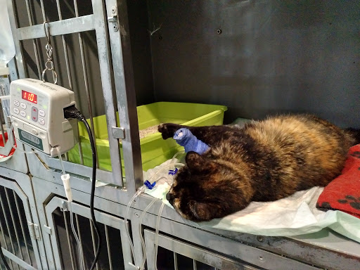 Hospital Veterinario Montjuïc – Barcelona