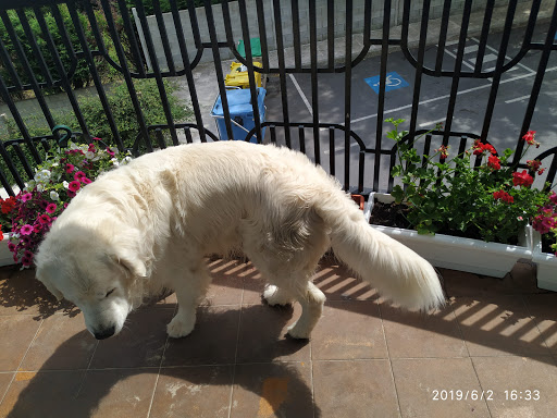 Hospital Veterinario Ramiro Tubio – Boiro