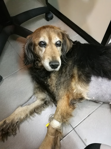 Hospital Veterinario Riera Alta – Barcelona