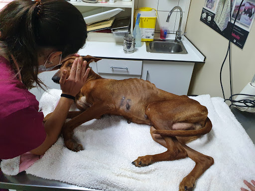 Hospital Veterinario San Antonio – Santa Cruz de Tenerife