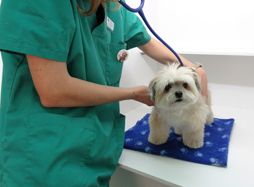 Hospital Veterinario Sant Vicent | Urgències 24h – Sant Vicent del Raspeig