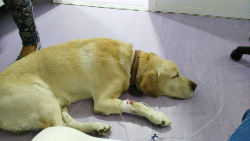 Hospital Veterinario Villalba S.l. – Alpedrete