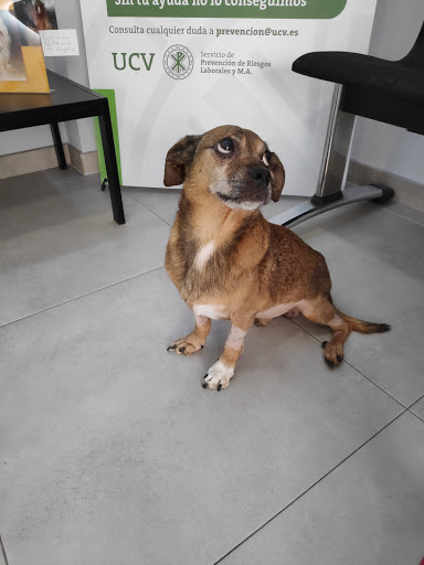 Hospital Veterinario de La Universitat Catòlica de València – Valencia