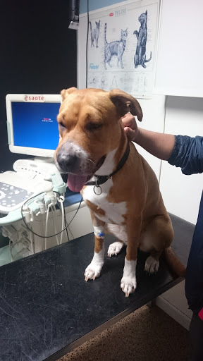 Hospital Veterinario de Sabadell – Sabadell