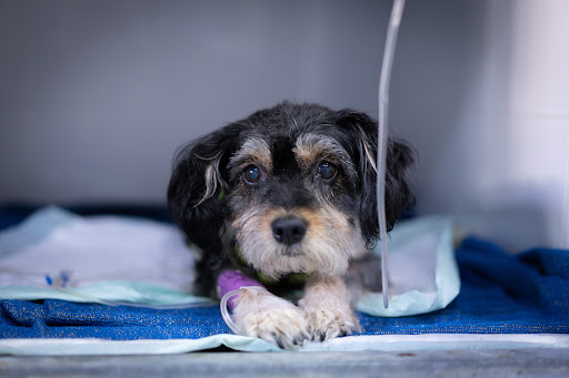 Hospital de Urgencias Veterinarias Región de Murcia – Churra