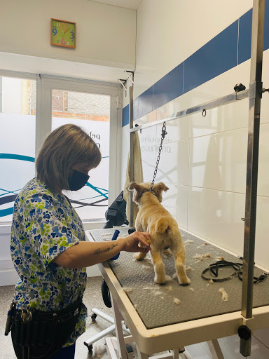 Huellas Centro Veterinario – Castalla