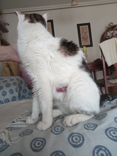 Humanes Clínica Veterinaria – Humanes de Madrid