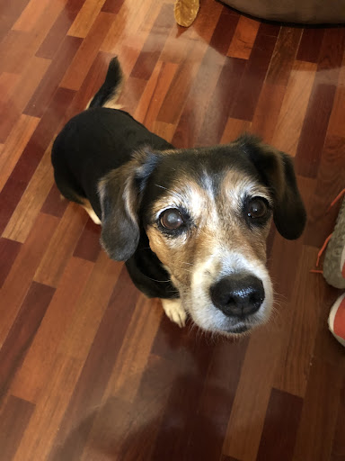 Ibone Olondriz Veterinario A Domicilio – Madrid