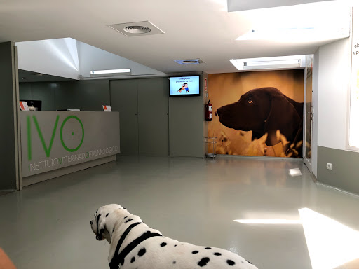 Institut Veterinari Oftalmològic (Ivo) – Barcelona