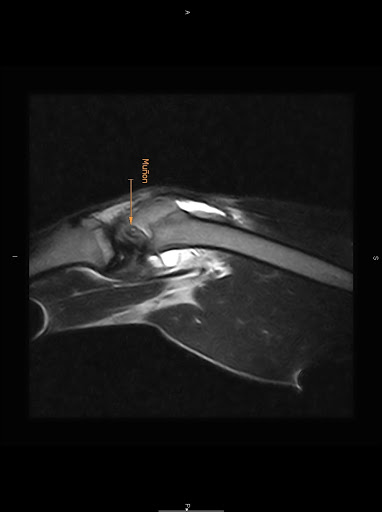 Instituto Medico Veterinario de Alava – Amurrio