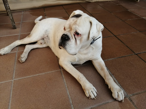 Isa-vet Clínica Veterinaria – Corbera de Llobregat