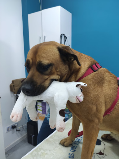 Ivets Centre Veterinari – Esparreguera