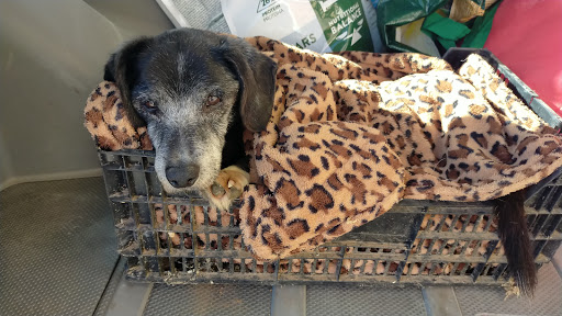 Kami Veterinaria – Llucmajor