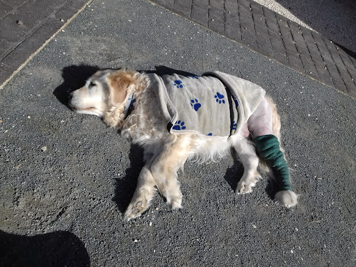 Kaneko Clínica Veterinaria – Murcia