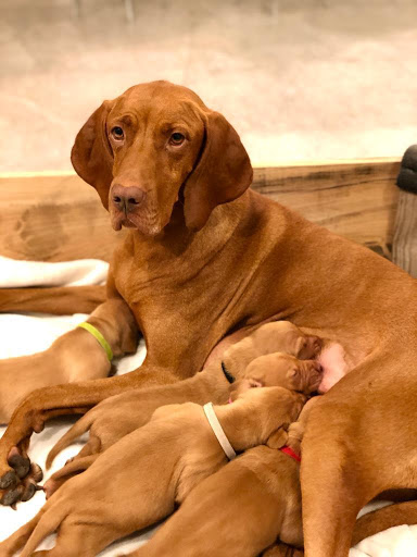 La Chopera Hospital Veterinario – Alcobendas