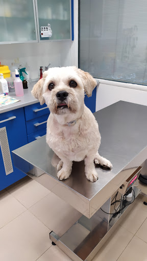 La Clínica Veterinaria – Madrid