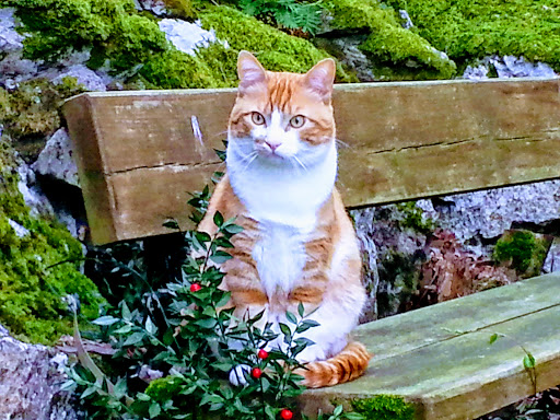 La Clínica de Marta – Centro Veterinario Argoños – Argoños