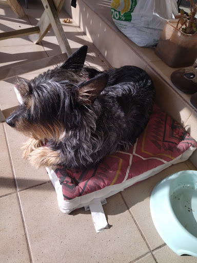 La Salut, Centro Veterinario (Sabadell) – Sabadell