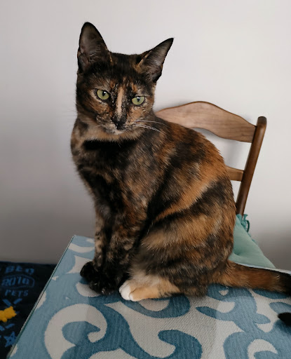 La Terreta Veterinari – Alzira