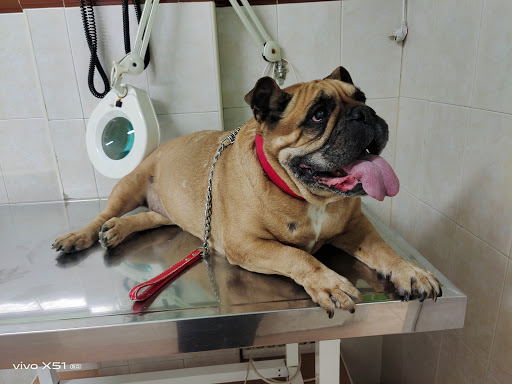 Las Palmeras Clínica Veterinaria – Sevilla