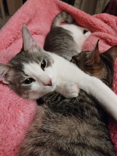 Las Rozas Clínica Veterinaria – Chinchilla de Montearagón