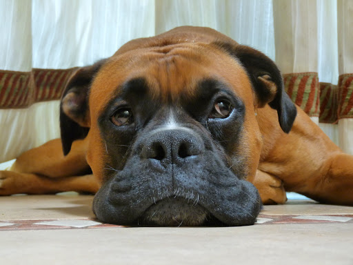 Lavet Veterinarios del Centro – Valdepeñas