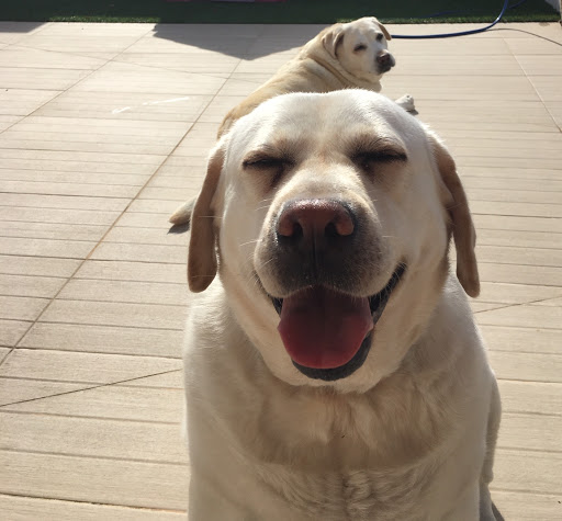 L’hospital Veterinaris – Xàtiva