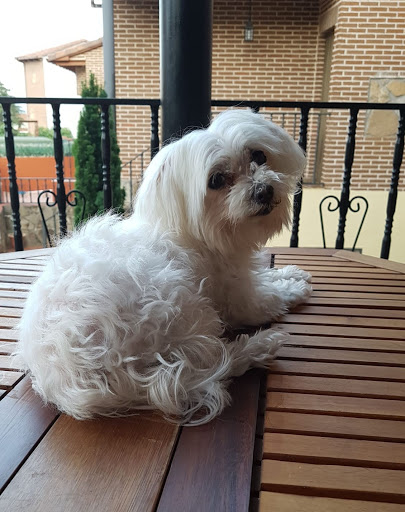 Lisbon Centro Veterinario Slp – Alcorcón