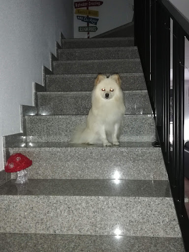 Loriguilla Veterinaria – REVA