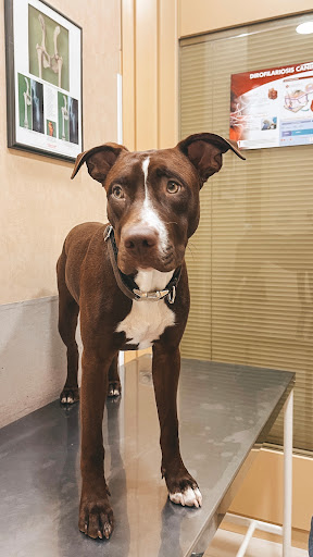 Los Madroños Cirugía Avanzada Veterinaria – Madrid