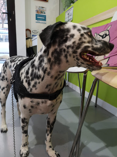 Malasaña Clínica Veterinaria – Madrid