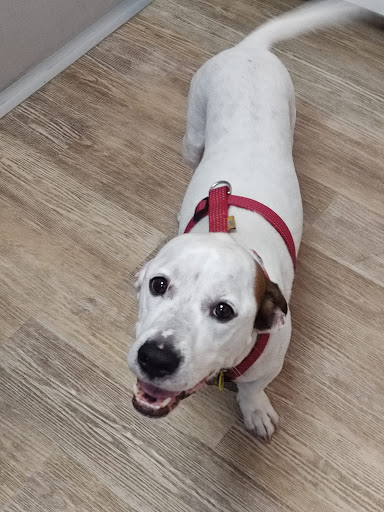 Maragall Veterinaris – Barcelona