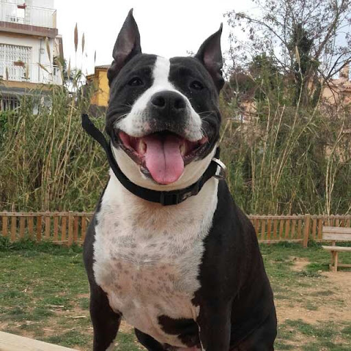 Mareny Veterinaria – El Masnou