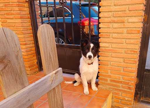 María José Veterinaria – Servicio A Domicilio – Belicena