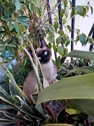 María Segura. Centro Veterinario. – Castellón de la Plana