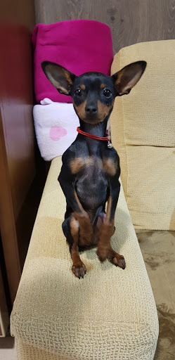 Martín Marín Veterinario – Cedeira