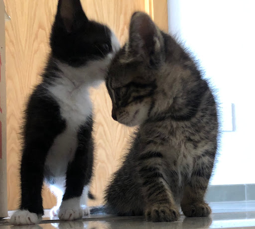 Mi Maskota – Clínica Veterinaria – Murcia