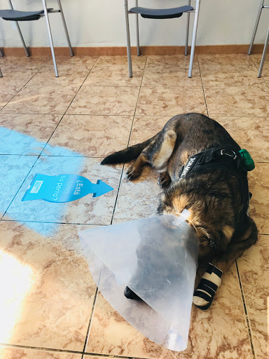 Mivet Clínica Veterinaria Faycan Montroy – Montroi