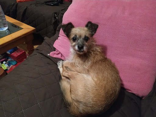 Mivet Clínica Veterinaria Moixica – Port de Pollença