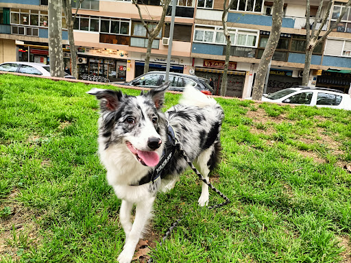 Mivet Clínica Veterinaria Prim Animals – Barcelona