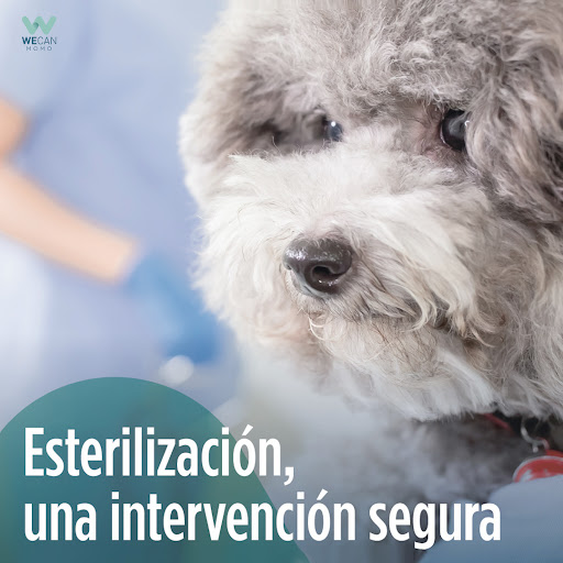 Momo Centro Veterinario – Madrid