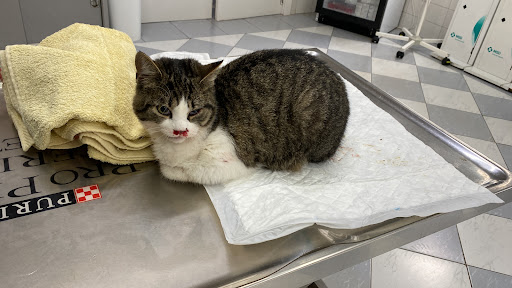 Món Veterinari – Manacor