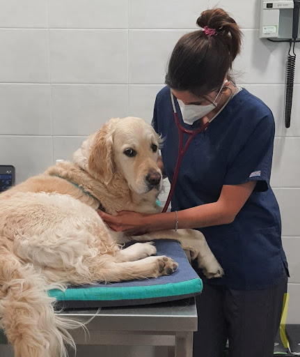 Montmeló Veterinaris – Montmeló