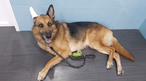 Mundo Animal Veterinarios – Sevilla