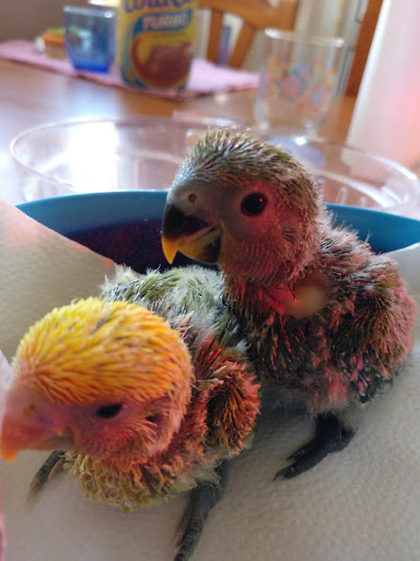 Mundoanimal Veterinaria – Torremolinos