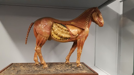 Museo Veterinario Complutense – Madrid