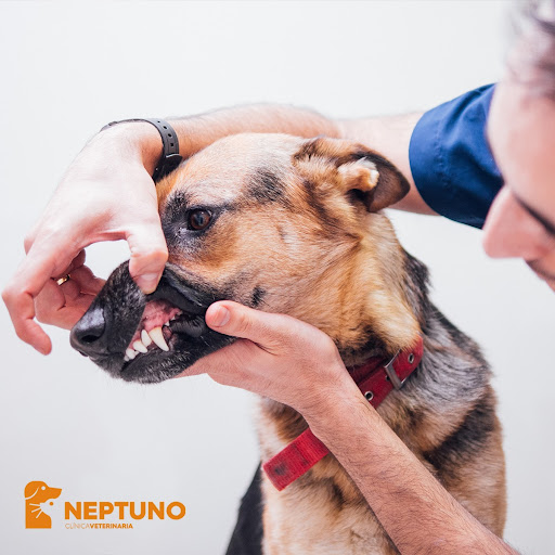Neptune Centro Veterinario – Valladolid