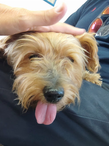 New Park Centro Veterinario – Madrid