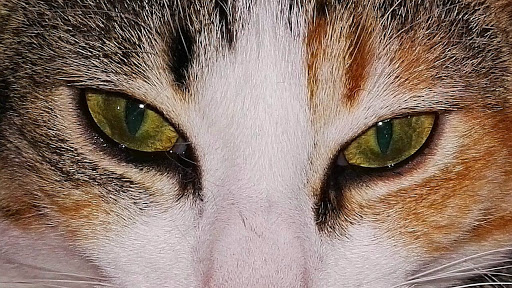 Nexo Veteralfacs La Ràpita – La Ràpita