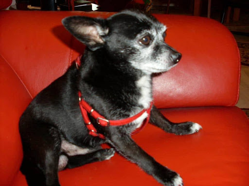 Oftalmología Veterinaria Animal Vision – Málaga
